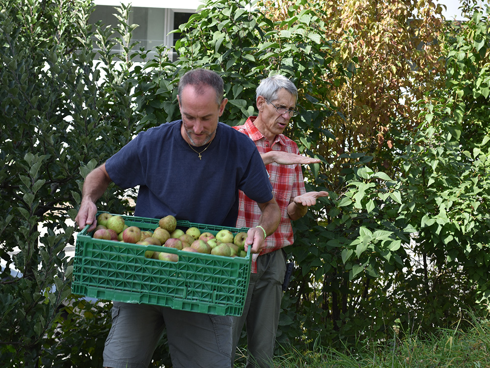 Zuerst werden die Äpfel gesammelt.